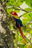 Guacamayo macao (Ara rouge)_231210_6754-2 null