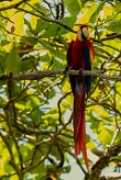 Guacamayo macao (Ara rouge)_231210_6756-2 null