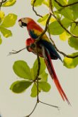 Guacamayo macao (Ara rouge)_231210_6757-2 null
