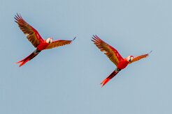 Guacamayo macao (Ara rouge)_231210_6767-2 null