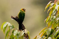 Cotorra catana (Conure de Hoffmann)_231206_6031-2 null