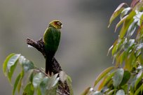 Cotorra catana (Conure de Hoffmann) Chirripo - Costa Rica