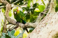 Cotorra catana (Conure de Hoffmann)_231206_6101-2 null