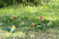 Rosyfaced lovebird (Inséparable rosegorge) Rosyfaced lovebird (Inséparable rosegorge)