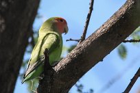 Rosyfaced lovebird (Inséparable rosegorge) Waterberg