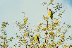 Rosy-faced lovebird (Inséparable rosegorge)-737A0670-2 null