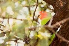 Rosy-faced lovebird (Inséparable rosegorge)-737A0818-2 null