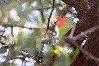 Rosy-faced lovebird (Inséparable rosegorge) Waterberg - Namibie