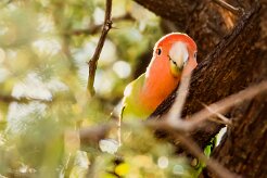 Rosy-faced lovebird (Inséparable rosegorge)-737A0819-2 null