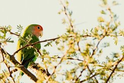 Rosy-faced lovebird (Inséparable rosegorge)-737A8961-2 null