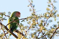 Rosy-faced lovebird (Inséparable rosegorge) Spitzkopje/Monts Erango - Damaraland - Namibie