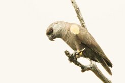 Meyer's Parrot (Perroquet de Meyer)_737A5628-2 null