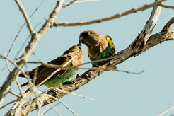 Meyer's Parrot (Perroquet de Meyer)_7D2_1446 null