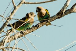 Meyer's Parrot (Perroquet de Meyer)_7D2_1449 null
