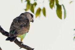 Meyer's Parrot (Perroquet de Meyer)_x737A4919-2 null