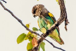 Meyer's Parrot (Perroquet de Meyer)_x737A4920-2 null