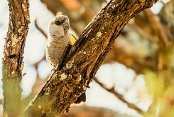 Rüppell's parrot (Perroquet de Rüppell)-737A0505-2 null