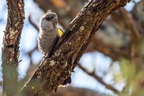 Rüppell's parrot (Perroquet de Rüppell) Waterberg - Namibie