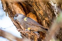 Rüppell's parrot (Perroquet de Rüppell) Waterberg - Namibie