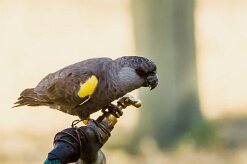 Rüppell's parrot (Perroquet de Rüppell)-737A0816-2 null