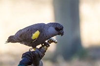 Rüppell's parrot (Perroquet de Rüppell) Waterberg - Namibie