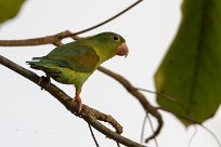 Catita churica (Toui à menton d'or) Matapalo - Costa Rica