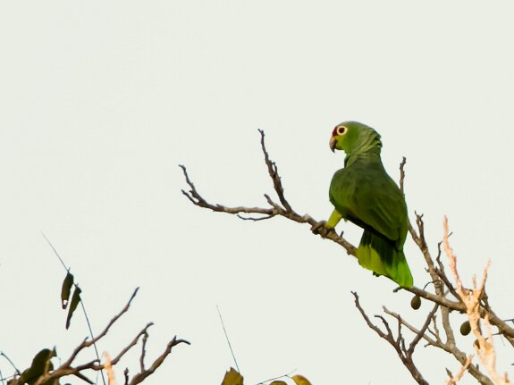 Amazone à lores rouges