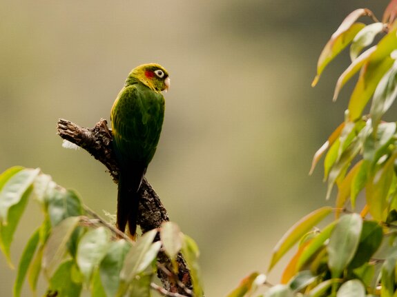 Conure de Hoffmann