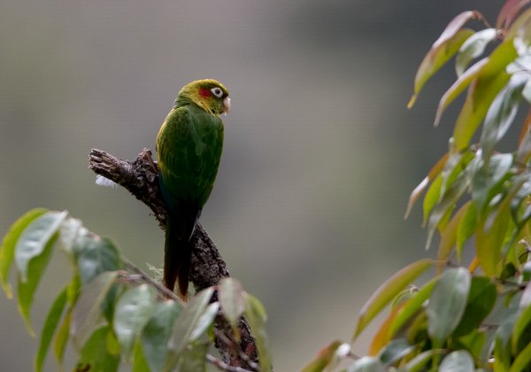 Conure de Hoffmann