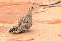 Double banded sandgrouse (Ganga bibande) Double banded sandgrouse (Ganga bibande)