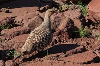 Namaqua sandgrouse (Ganga namaqua) Grootberg