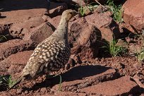 Namaqua sandgrouse (Ganga namaqua) Grootberg