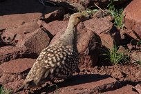 Namaqua sandgrouse (Ganga namaqua) Grootberg