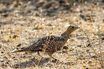 namaqua sandgrouse (Ganga namaqua) namaqua sandgrouse (Ganga namaqua)