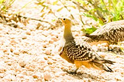 Namaqua Sandgrouse-(Ganga namaqua)_737A5017-2 null