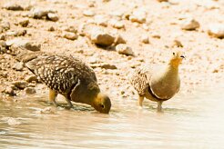 Namaqua Sandgrouse-(Ganga namaqua)_737A5022 null