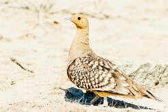 Namaqua sandgrouse (Ganga namaqua)-737A9717-2 null