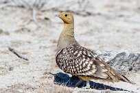 Namaqua sandgrouse (Ganga namaqua) Okaukuejo - Etosha - Namibie