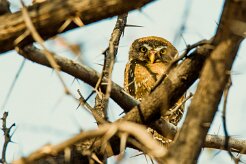 Pearl-spotted Owlet (Chevêchette perlée)_737A0328-2 null