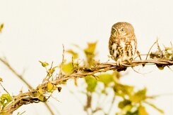 Pearl-spotted Owlet (Chevêchette perlée)_7D2_1505 null