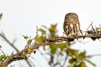 Pearl-spotted Owlet (Chevêchette perlée) Savuti_Marsh