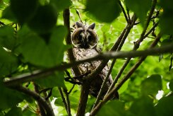 hibou_moyen_duc_01-2 null