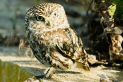 cheveche_d_athena_02-2 null