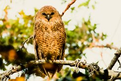 Pel's Fishing Owl (Chouette-pêcheuse de Pel)_7D2_2482 null