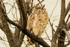 Spotted Eagle-Owl (Grand-duc africain)_737A4707 null