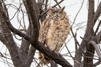 Spotted Eagle-Owl (Grand-duc africain) Etosha