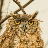 Spotted Eagle-Owl (Grand-duc africain)_737A4710 null