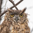 Spotted Eagle-Owl (Grand-duc africain) Etosha