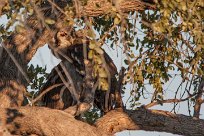 Verreaux's eagle-owl (Grand-duc de Verreaux) Etosha