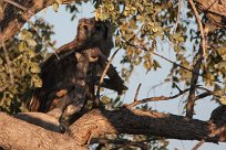 Verreaux's eagle-owl (Grand-duc de Verreaux) Etosha